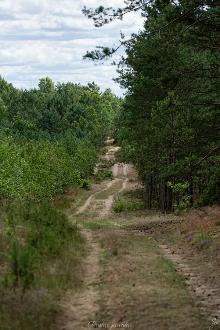 Drogą przez las