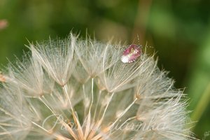 Pluskinia jagodziak (Dolycoris baccarum) na mniszku lekarskim