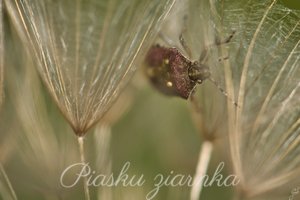 Pluskinia jagodziak (Dolycoris baccarum) na mniszku lekarskim