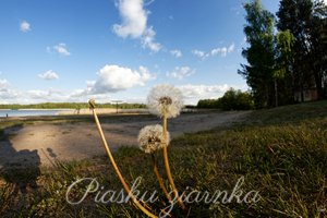 Mniszek pospolity (Taraxacum officinale)