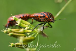 Strojnica baldaszkówka (Graphosoma lineatum)