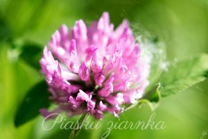 Koniczyna (Trifolium)