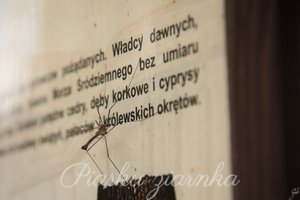 Koziułka wielka (Tipula maxima) Żądna wiedzy komarnica