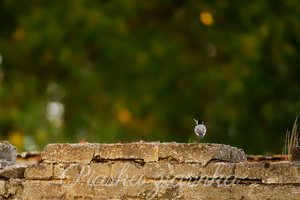 Pliszka siwa (Motacilla alba) na starym murze