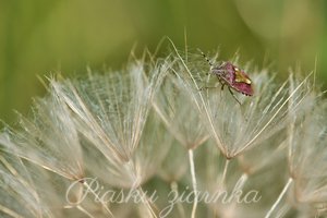 Pluskinia jagodziak (Dolycoris baccarum) na mniszku lekarskim