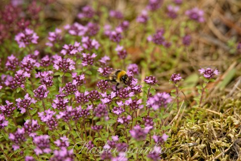 Trzmiel (Bombus)