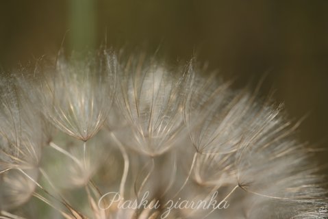 Mniszek pospolity (Taraxacum officinale)