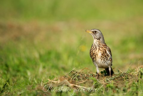 Kwiczoł (Turdus pilaris)