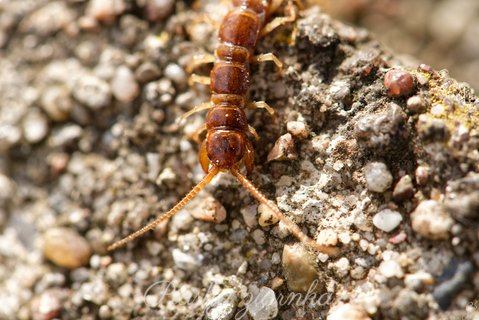 Skolopendra zwyczajna (Scolopendra morsitans)