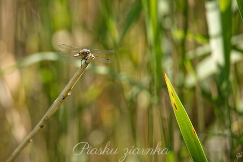 Szablak zwyczajny (Sympetrum vulgatum)