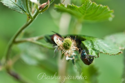 Ogrodnica niszczylistka (Phyllopertha horticola)