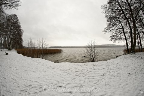 Zaśnieżony las nad jeziorem z łabędziem