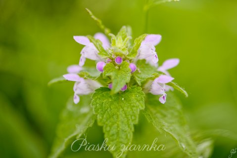 Jasnota różowa (Lamium amplexicaule)