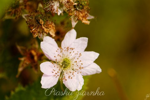 Kwiat jeżyny (Rubus)