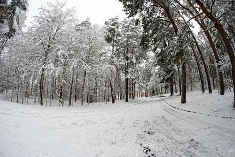 Zaśnieżona droga w lesie