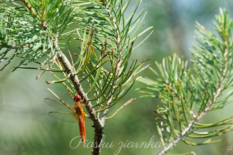 Szablak krwisty (Sympetrum sanguineum)