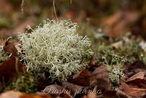 Chrobotek reniferowy (Cladonia rangiferina)