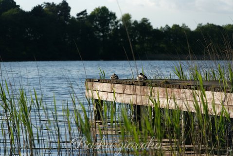 Kaczki krzyżówki (Anas platyrhynchos) wylegujące się na pomoście