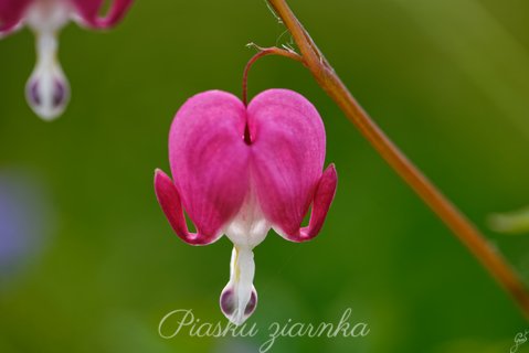 Serduszko okazałe (Lamprocapnos spectabilis) Trochę przypomina żółwika