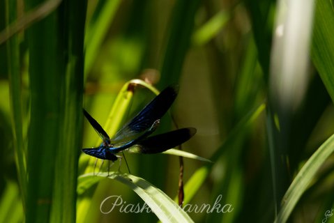 Świtezianka błyszcząca (Calopteryx splendens)