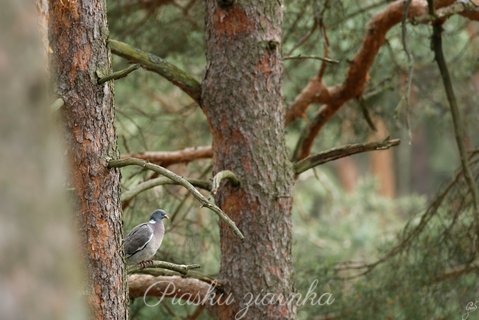 Gołąb Grzywacz (Columba palumus)