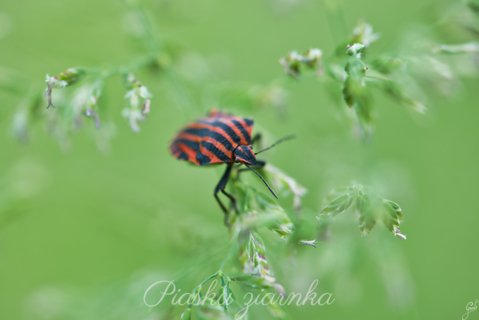 Strojnica baldaszkówka (Graphosoma lineatum)