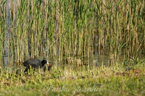 Łyska (Fulica atra)