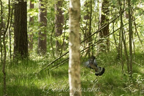 Gołąb Grzywacz (Columba palumus)