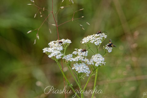 Krwawnik pospolity (Achillea millefolium) z oblegającymi go robaczkami