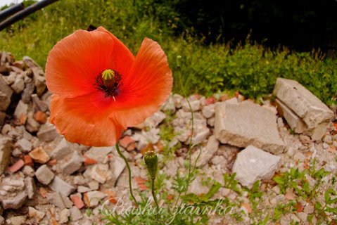 Mak polny (Papaver rhoeas) na tle gruzu