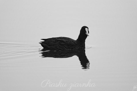 Łyska (Fulica atra)