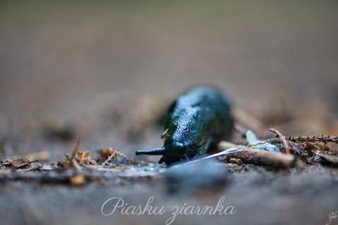 Pomrów czarniawy (Limax cinereoniger)