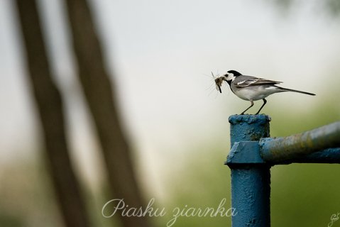 Pliszka siwa (Motacilla alba) na niebieskiej rurze z owadami w dziobie