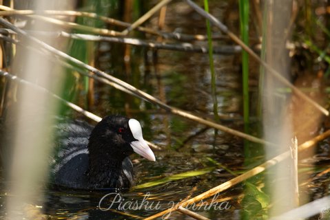 Łyska (Fulica atra)