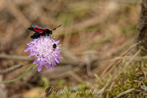 Kraśnik goryszowiec (Zygaena ephialtes) na świerzbnicy polnej