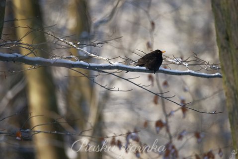 Kos (Turdus Merula)