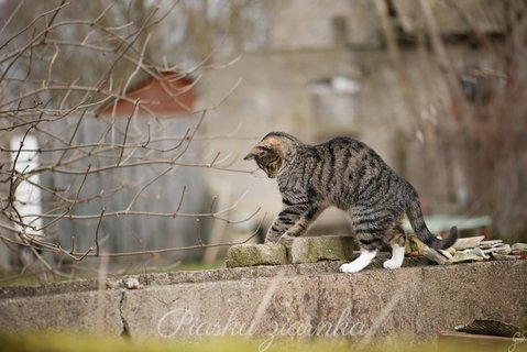 Kot bawiący się cegłą