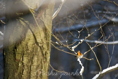 Rudzik (Erithacus Rubecula)