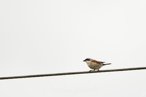 Gąsiorek (Lanius collurio) na linie przesyłowej