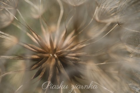 Mniszek pospolity (Taraxacum officinale)