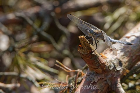 Lecicha białoznaczna (Orthetrum albistylum)