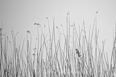 Łozówka (Acrocephalus palustris)