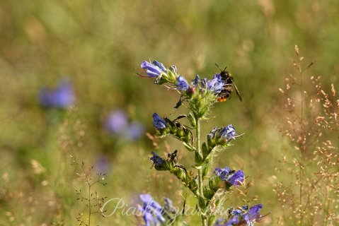 Trzmiel (Bombus)