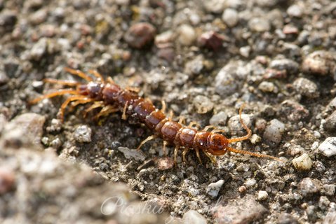 Skolopendra zwyczajna (Scolopendra morsitans)