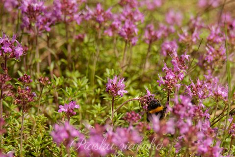 Trzmiel (Bombus)