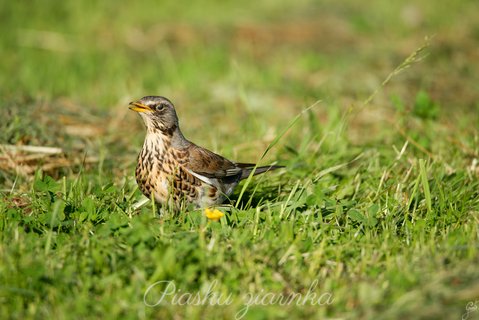 Kwiczoł (Turdus pilaris)