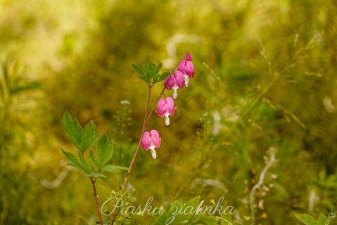 Serduszka okazałe (Lamprocapnos spectabilis) Inaczej znane jako ładniczka okazała, biskupie serce, serce Jasia.