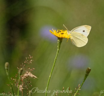 Bielinek kapustnik (Pieris brassicae) na mniszku pospoitym