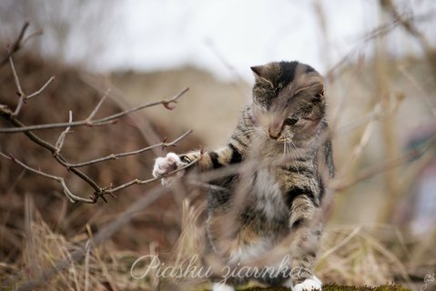 Kot bawiący się gałęziami
