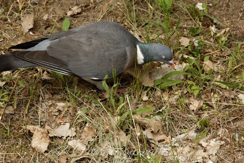 Gołąb Grzywacz (Columba palumus)